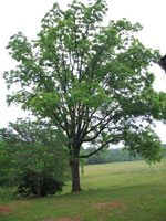 walnut tree picture