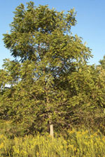 walnut tree picture