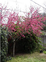 peach tree photo