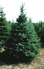 spruce tree picture