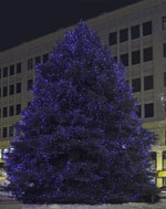 christmas tree picture