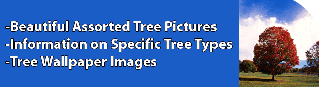 beech tree picture