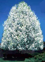 pear tree picture