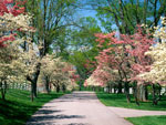 dogwood tree picture
