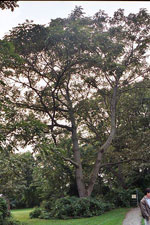 tree picture