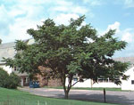 Butternut Tree Photo