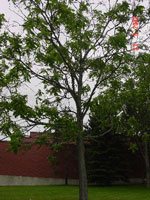 butternut tree picture