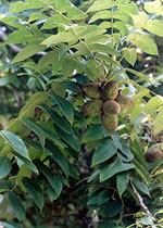 Butternut Tree Fruit, Butternut Tree Nuts