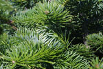 fir tree picture