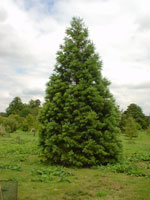 redwood tree picture