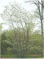 silverbell tree picture