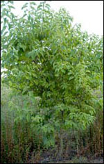 silverbell tree picture