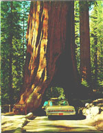 redwood tree picture