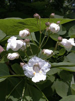 catalpa tree picture