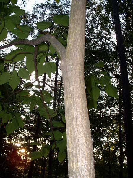 Photo of catalpa tree