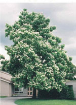 catalpa tree picture