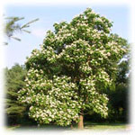 catalpa tree picture
