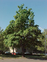 catalpa tree picture