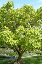 catalpa tree picture