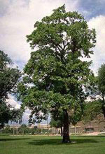 catalpa tree picture