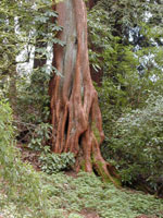 Cedar Tree Picture, Pic of Old Cedar Tree