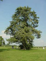 Cedar Tree Picture, Photo of Mature Cedar Tree