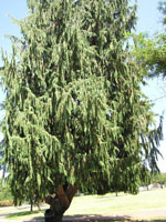 Cedar Tree Picture, Image of Large Cedar Tree