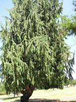 cedar tree picture