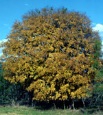 elm tree picture