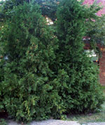 cedar tree picture