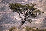 cedar tree Image