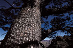 cedar tree picture