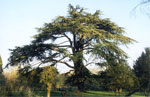 Big Cedar Tree Pic, Mature Solo Cedar Tree Image
