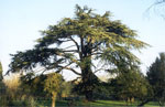 cedar tree picture