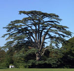 Large Cedar Tree Pic, Mature Old Cedar Tree Image