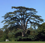 cedar tree picture