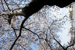 cherry tree