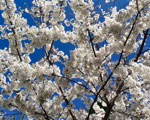 cherry tree