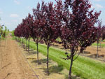 plum tree picture