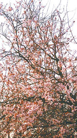 cherry tree picture