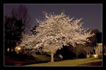 cherry tree picture