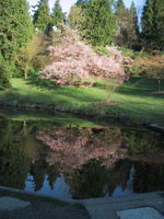 cherry tree