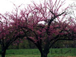 cherry tree