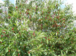 cherry tree