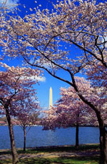 cherry tree