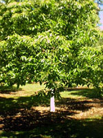 chestnut tree picture