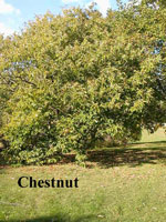 chestnut tree picture