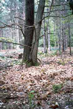 chestnut tree picture