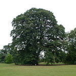 chestnut tree picture