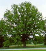 chestnut tree picture
